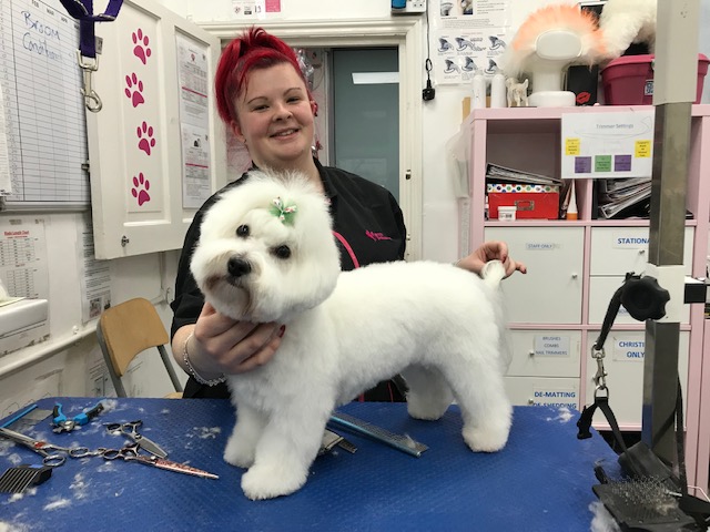 Dog Grooming Courses - Absolutely Animals Ltd - City and Guilds