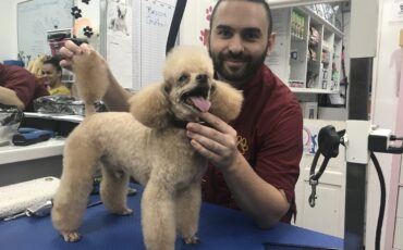 How often should your dog get groomed? - Absolutely Animals Ltd