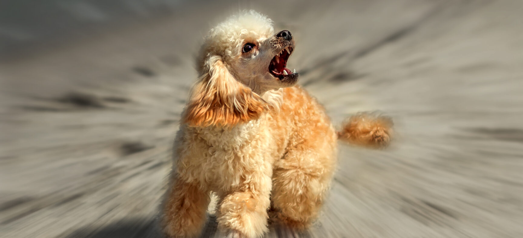 Is It Scary to Groom a Difficult Dog?